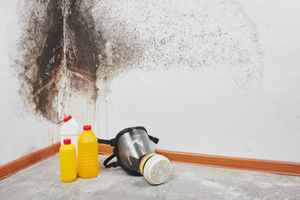 Best Professional Mold Removal  in Jefferson, OH