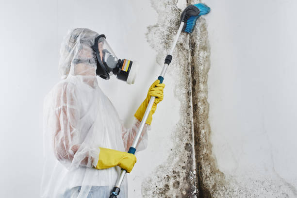 Best Home Mold Removal  in Jefferson, OH