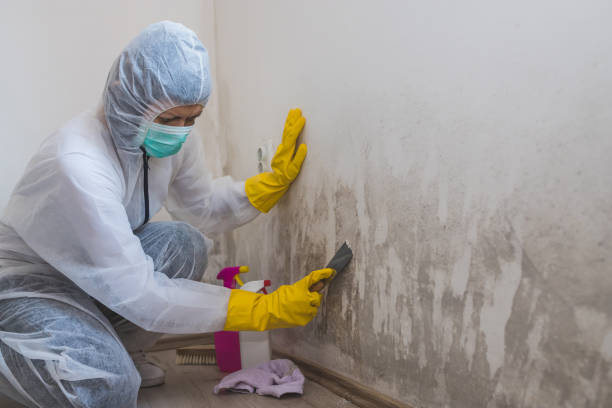 Best Affordable Mold Removal  in Jefferson, OH