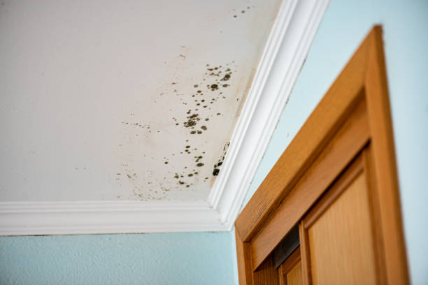 Best Residential Mold Removal  in Jefferson, OH