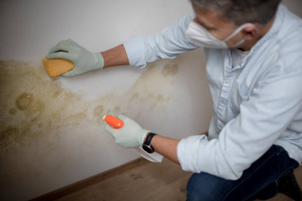 Best Toxic Mold Removal  in Jefferson, OH
