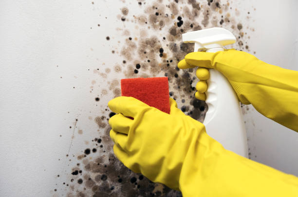 Best Professional Mold Removal  in Jefferson, OH