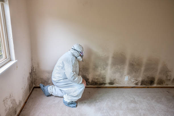 Best Local Mold Removal Service  in Jefferson, OH