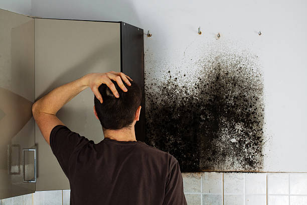 Best Water Damage Restoration  in Jefferson, OH
