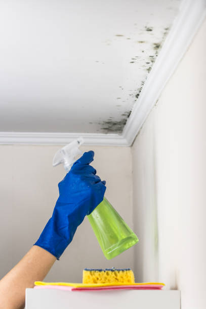 Best Mold Cleaning Services  in Jefferson, OH