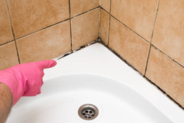 Best Black Mold Removal  in Jefferson, OH